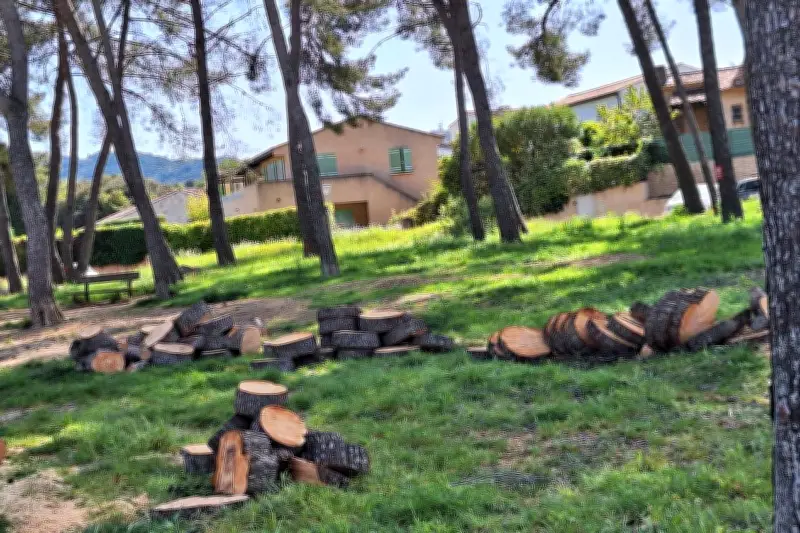 La Seyne : les riverains en colère contre l'abattage massif de pins dans un lotissement