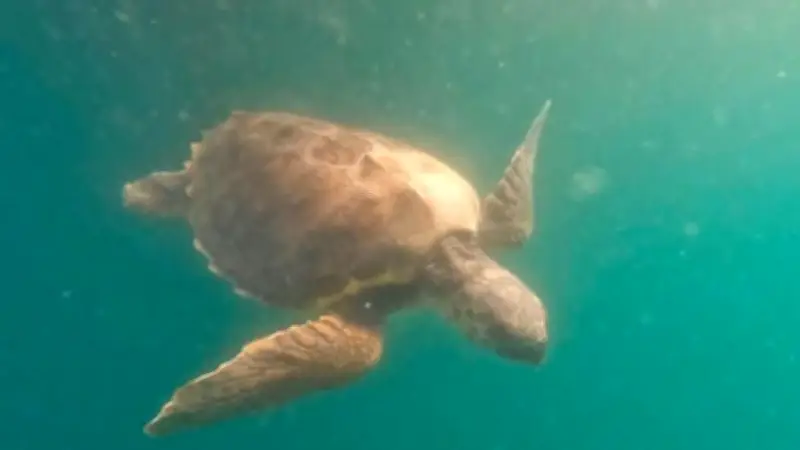 La tortue caouanne Giulia relâchée en mer après des semaines de soins