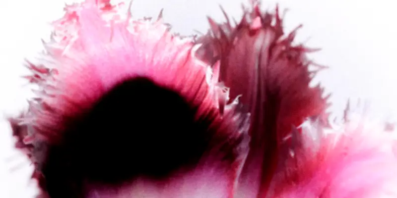 La Tulipe à Frange : Une Beauté Ébouriffée Conquiert les Jardins