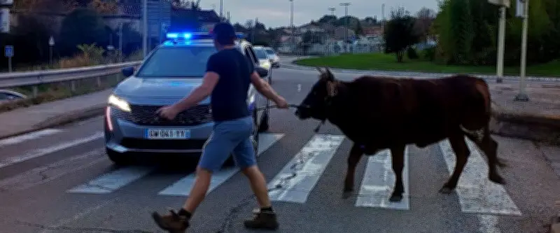 La vache Capucine fugue et traverse la rocade à Alès, la police intervient