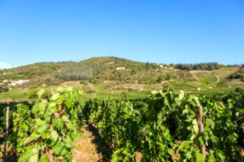 L'ADN des pépins de raisin révèle l'histoire millénaire de la viticulture française