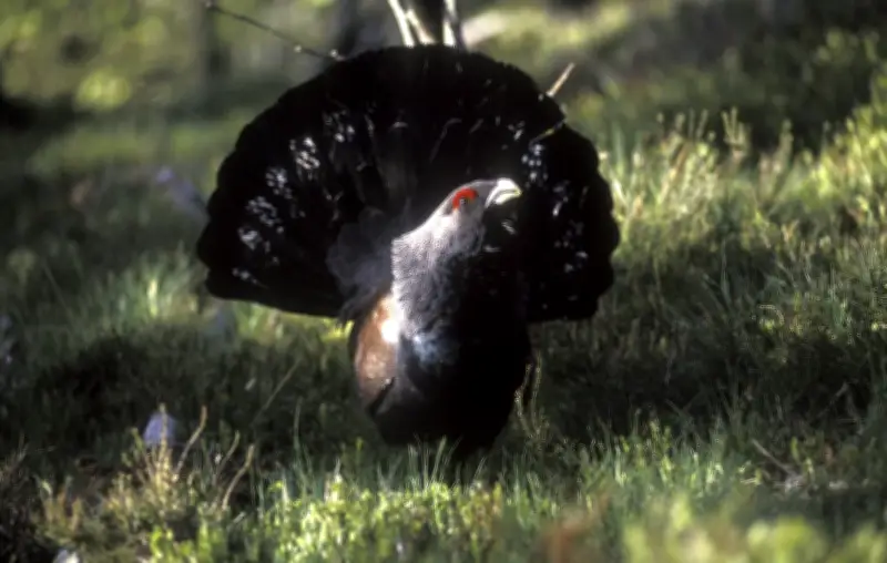Lagopède et Grand Tétras : deux oiseaux menacés pourraient obtenir un statut protégé en France