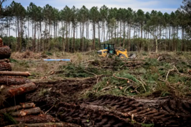Landes : plainte contre X pour enquêter sur l'origine du nématode du pin