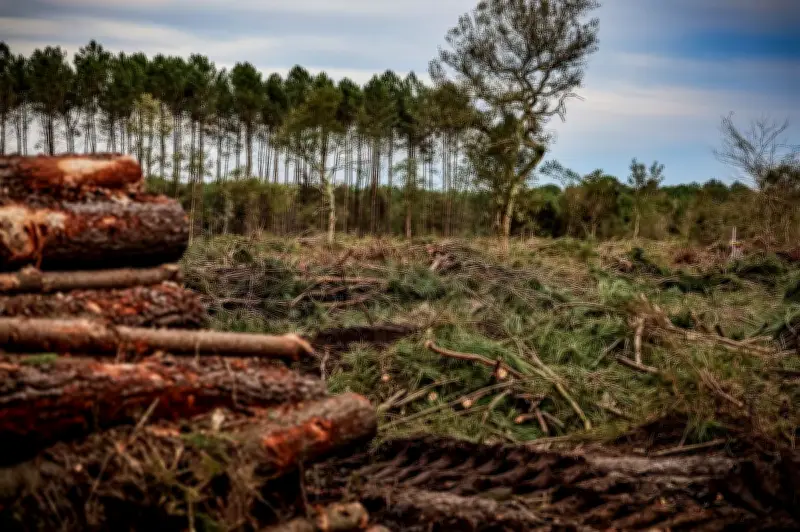 Landes : plainte déposée pour élucider l'arrivée du nématode du pin