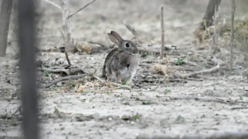 L'appel au désespoir des agriculteurs face à l'invasion des lapins de garenne dans l'Hérault