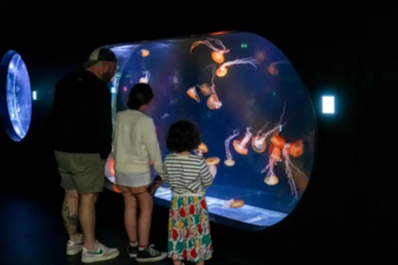 L'Aquarium de Biarritz dévoile un espace dédié aux méduses, une prouesse technique réalisée en 60 jours