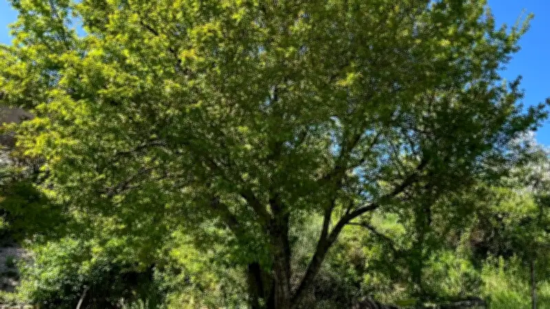 L'arbre s'expose à la médiathèque de Cornus : une célébration ludique et symbolique