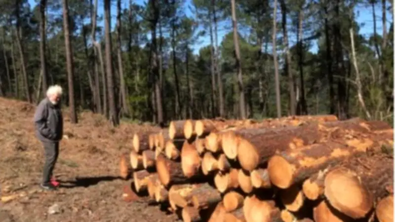 L'ASLGF du Chambon relance ses coupes d'amélioration forestière après des retards