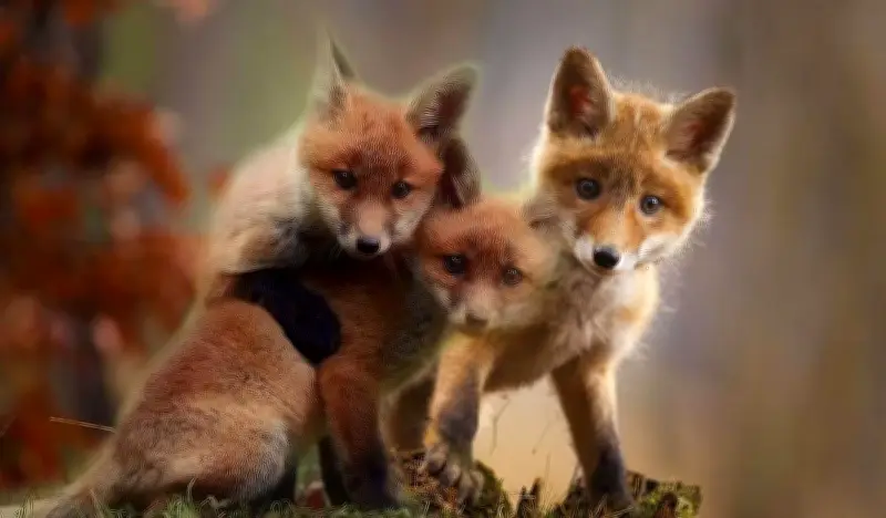 L'Aspas menace l'État de justice pour réviser la gestion des renards