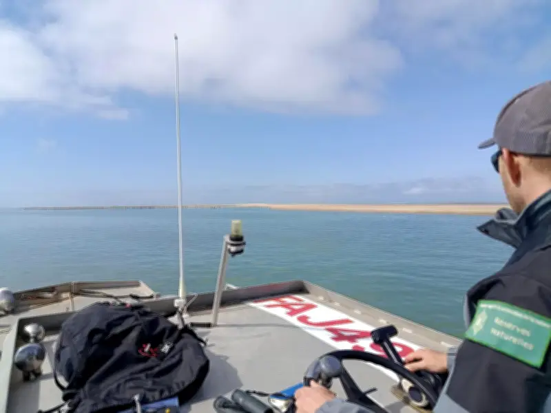 Le banc d'Arguin se disloque : un sanctuaire ornithologique en voie de disparition