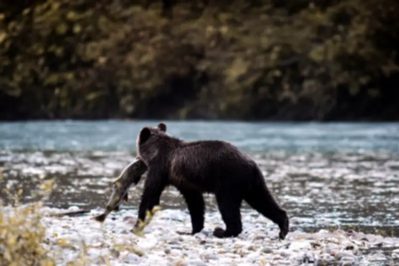 Le Canada, une nature sauvage et préservée à explorer