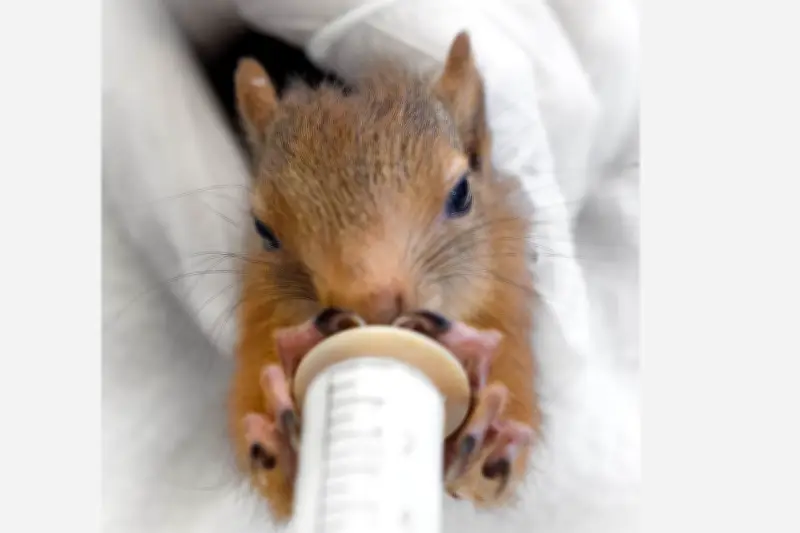 Le centre LPO PACA lance un appel urgent pour nourrir et soigner ses jeunes animaux sauvages