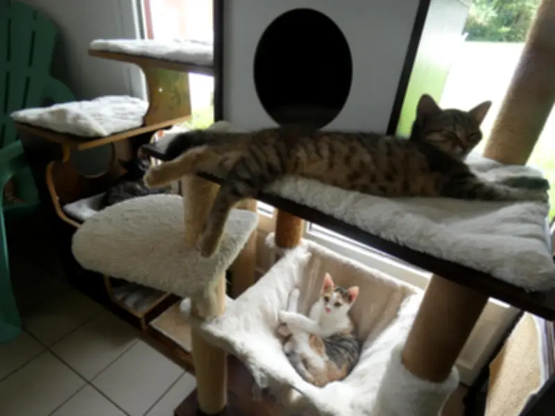 Le Chalet des chats de Saint-Jean-Pied-de-Port organise une projection pour sensibiliser