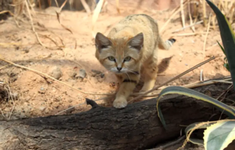 Le chat des sables : un félin au super-pouvoir auditif