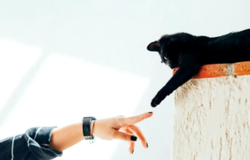 Le chat domestique : une domestication en cours et une communication adaptée à l'humain