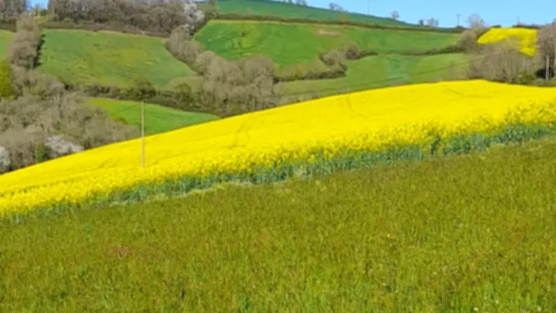 Le colza en fleurs illumine la campagne aveyronnaise de ses teintes dorées