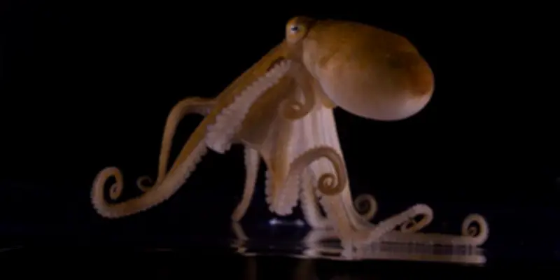 Le huitième tentacule de la pieuvre : un organe double d'un nez