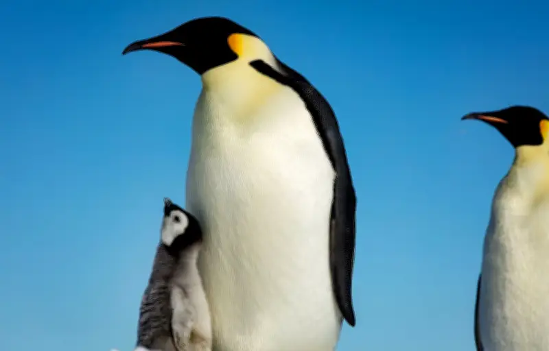 Le manchot empereur classé « en danger » par l'UICN, victime du changement climatique