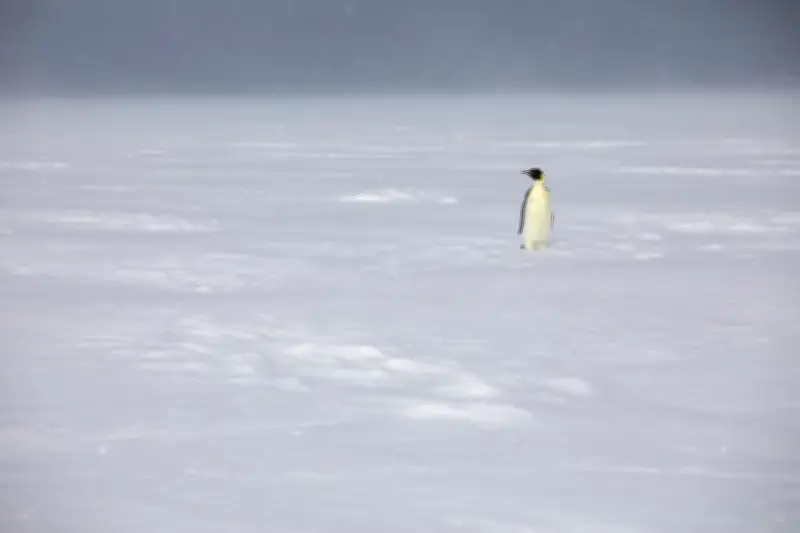 Le manchot empereur déclaré espèce en danger par l'UICN, un signal d'alarme pour l'Antarctique
