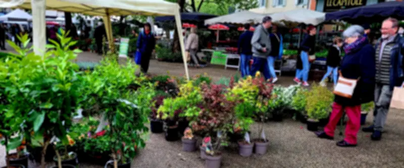 Le marché aux fleurs d'Alès change d'emplacement tout en restant en centre-ville