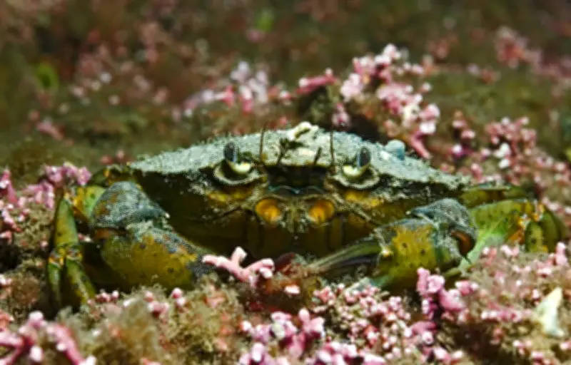 Le maërl, trésor rose des îles Chausey menacé par des pratiques de pêche destructrices