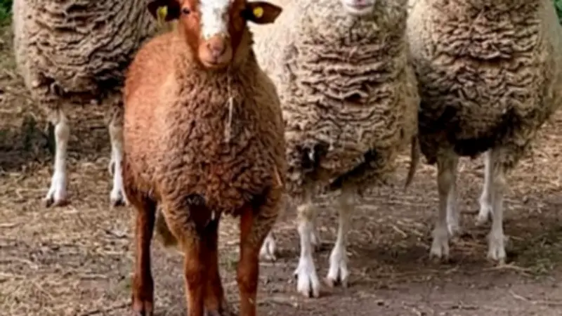 Le mouton à l'honneur au mas de la Gallinière à Roquemaure