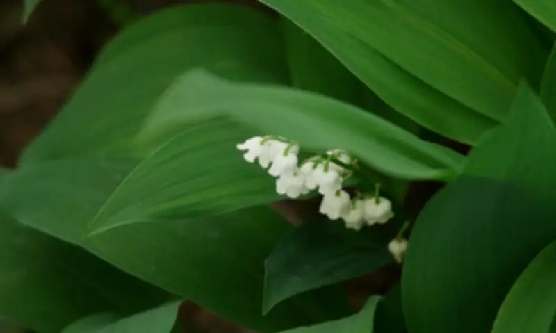 Le muguet en avance : les producteurs s'adaptent face au dérèglement climatique