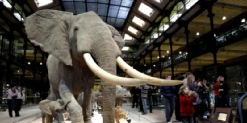 Le Muséum d'Histoire Naturelle en péril : 500 millions d'euros nécessaires pour sauver son patrimoine