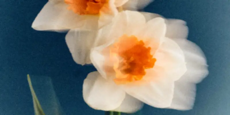 Le Narcisse, une Fleur Emblématique du Printemps et de la Parfumerie