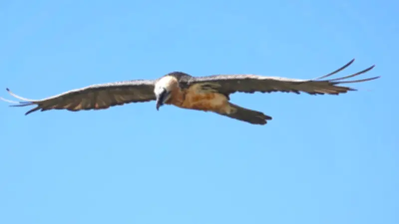 Le Parc des Cévennes cherche des noms pour deux jeunes gypaètes barbus