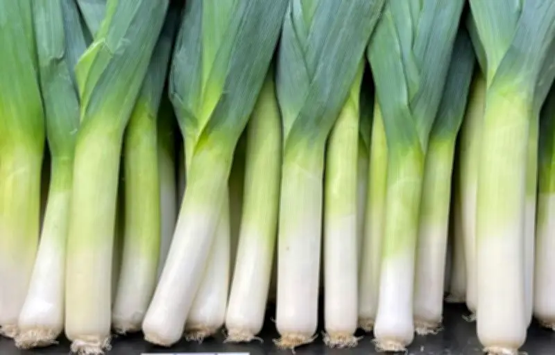 Le poireau, un légume aux multiples bienfaits nutritionnels méconnus