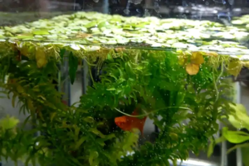 Le poisson rouge de Loana sauvé par des policières : un miracle au cœur du drame