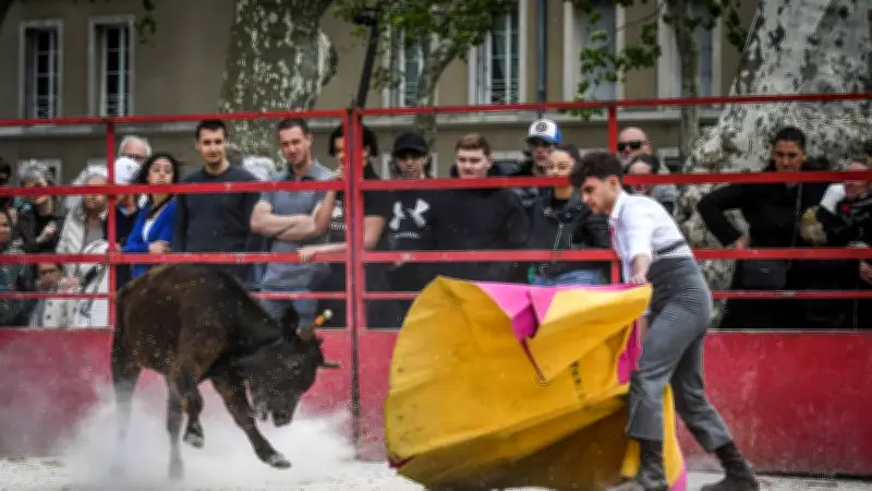 Le Printemps de l'Aficion à Nîmes : un avant-goût taurin avant la feria de Pentecôte