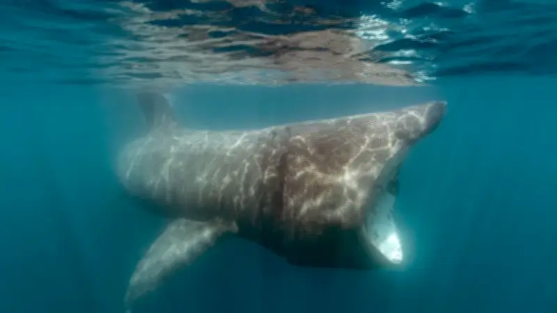 Le requin-pèlerin, géant inoffensif de Méditerranée, observé près des côtes audoises et catalanes
