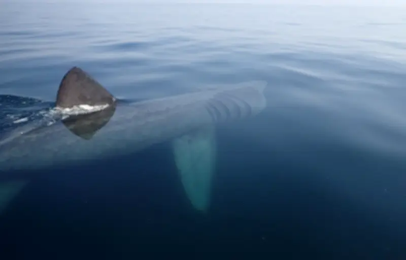 Le requin-pèlerin, géant inoffensif des mers, sous surveillance en Bretagne