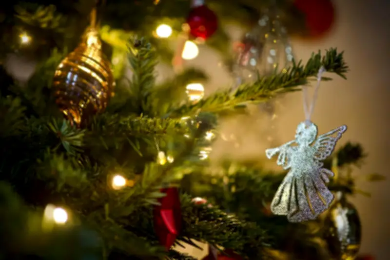Le sapin de Noël du Morvan obtient une IGP, une première horticole en France