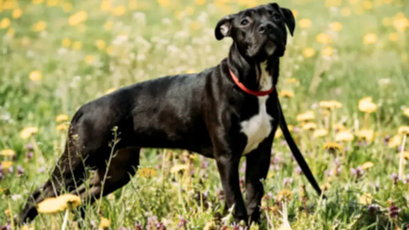 Lens : un homme alcoolisé tue son chien par pendaison, interpellé
