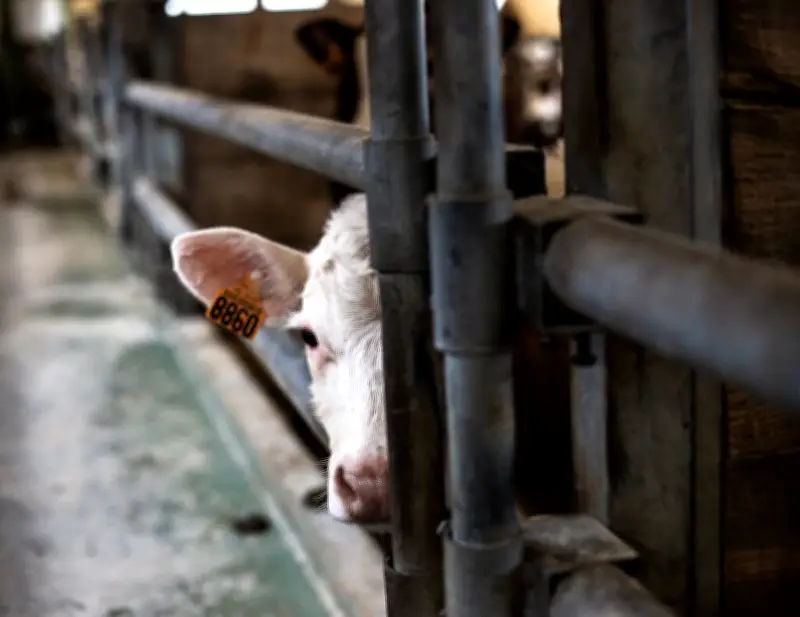 Les agriculteurs contraints de vendre leur bétail face à la flambée des prix