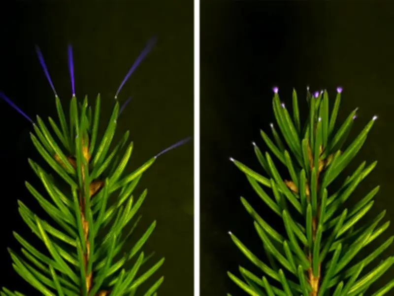 Les arbres émettent des décharges électriques pendant les orages, une découverte scientifique majeure