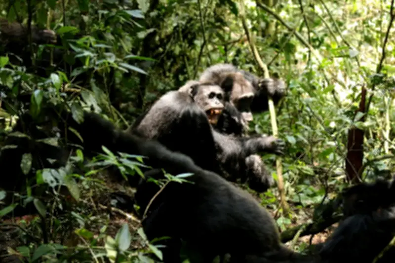 Les chimpanzés d'Ouganda : une guerre civile qui éclaire les conflits humains