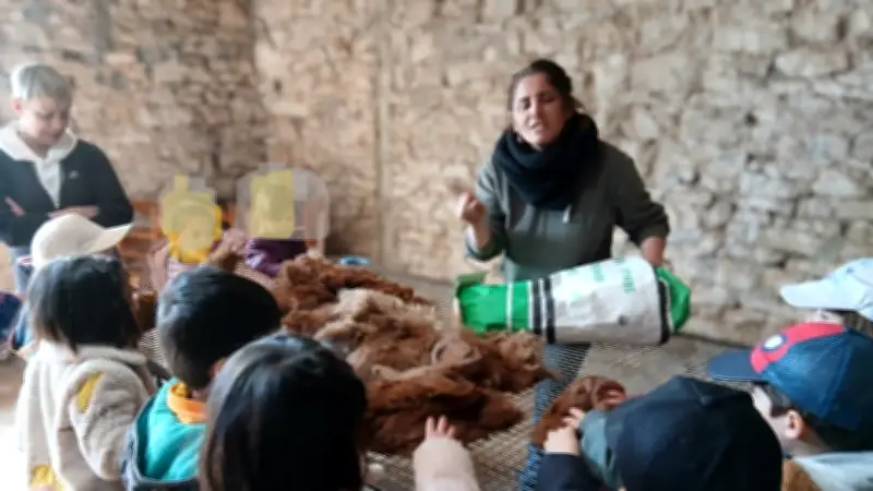 Les écoliers du Larzac découvrent la ferme des alpagas et l'art du filage