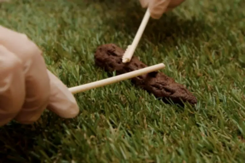 Les excréments humains, une ressource précieuse gaspillée par notre système d'assainissement