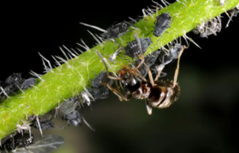 Les fourmis élèvent-elles des pucerons ? Une relation symbiotique complexe révélée