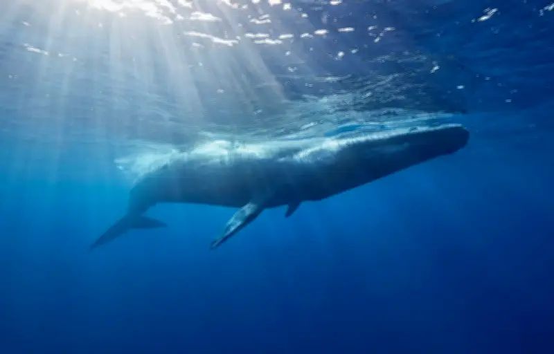 Les infrasons des baleines : une communication océanique sur des centaines de kilomètres