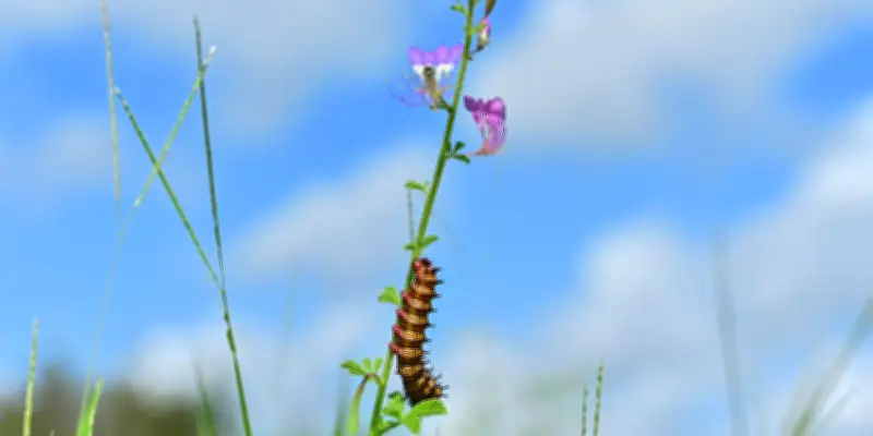 Les insectes tropicaux face à une menace critique due au réchauffement climatique