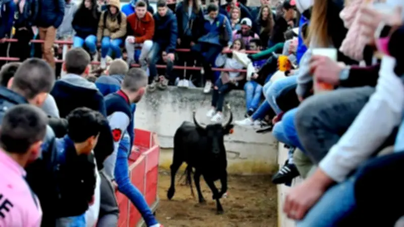 Les jeunes relancent les traditions taurines dans le Gard rhodanien
