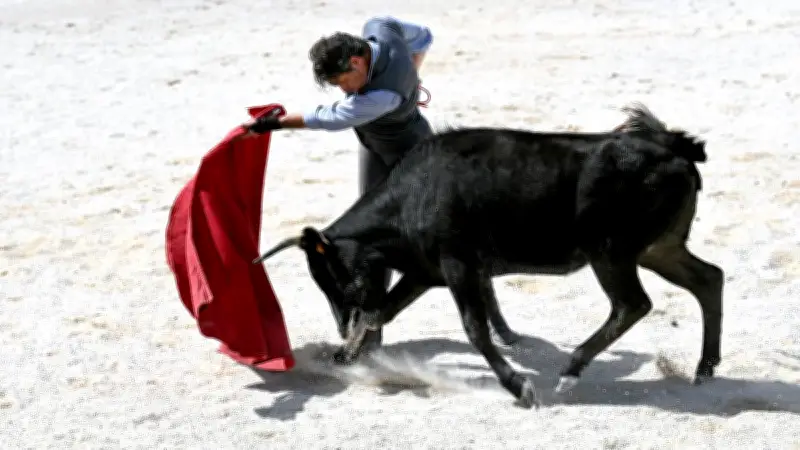 Les neuf commandements du toro de combat révélés avant la feria d'Alès