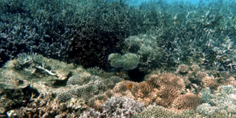 Les océans atteignent des températures record, une alerte pour le climat mondial