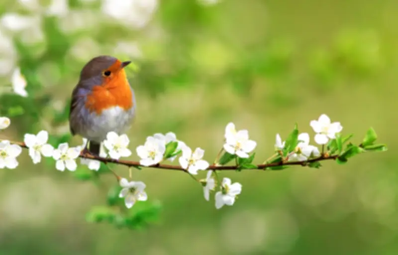 Les oiseaux en ville : un refuge attractif mais imparfait face au déclin des campagnes