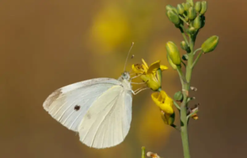 Les pattes des papillons, un organe gustatif méconnu pour goûter et pondre
